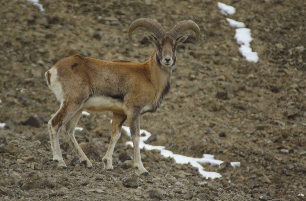 Urial