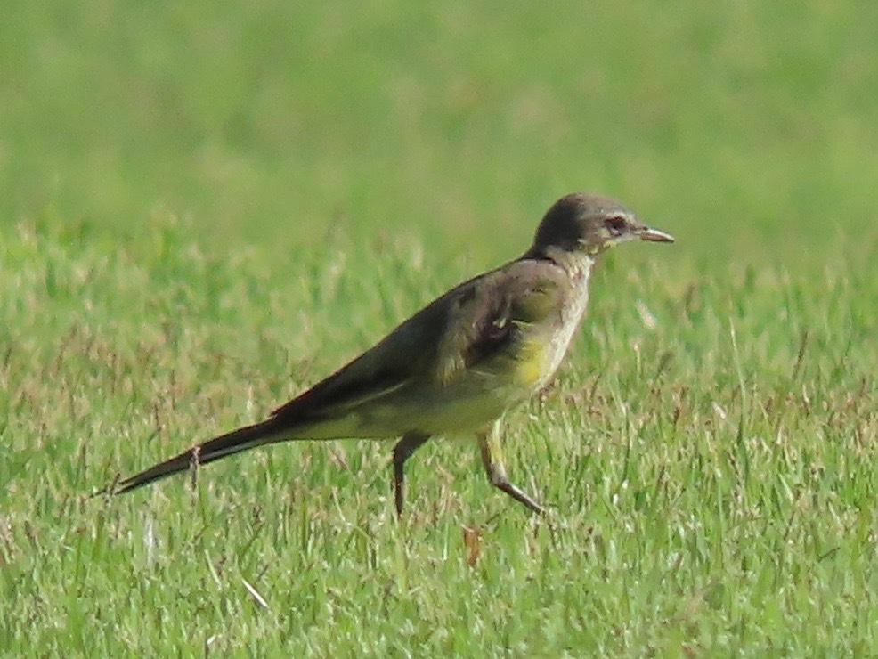 Lavandera Amarilla