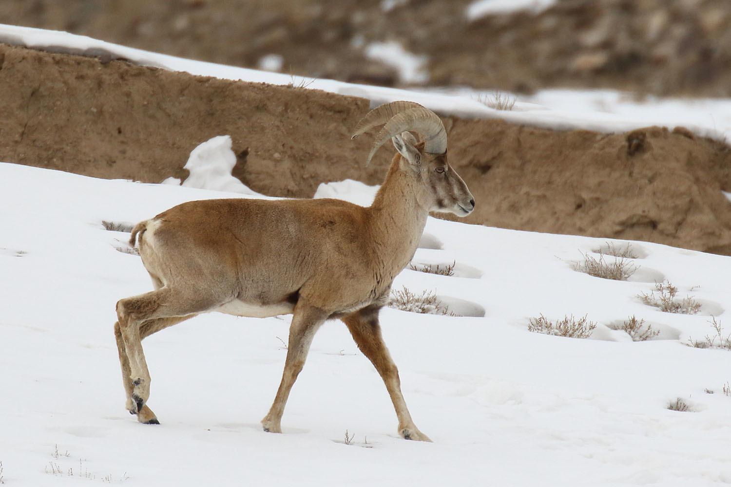 Urial