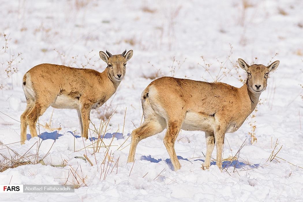 Urial