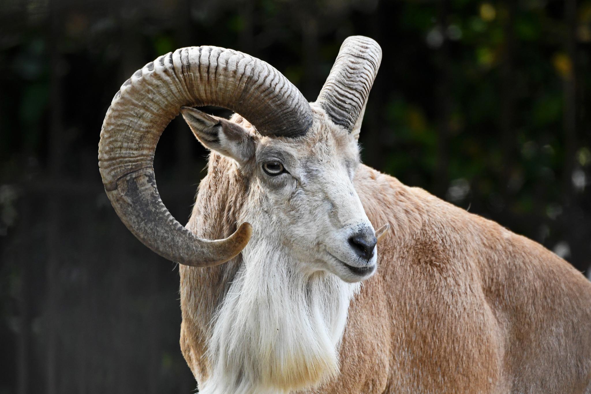 Urial