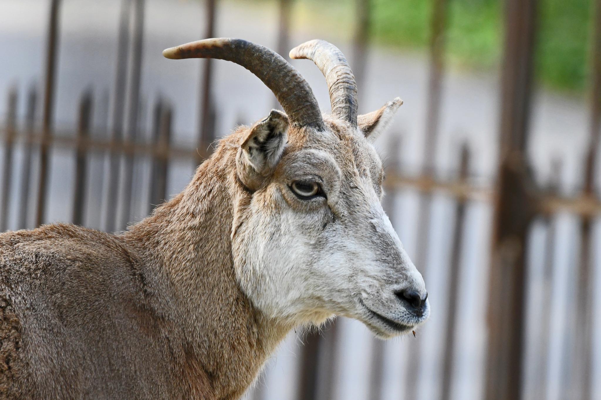 Urial