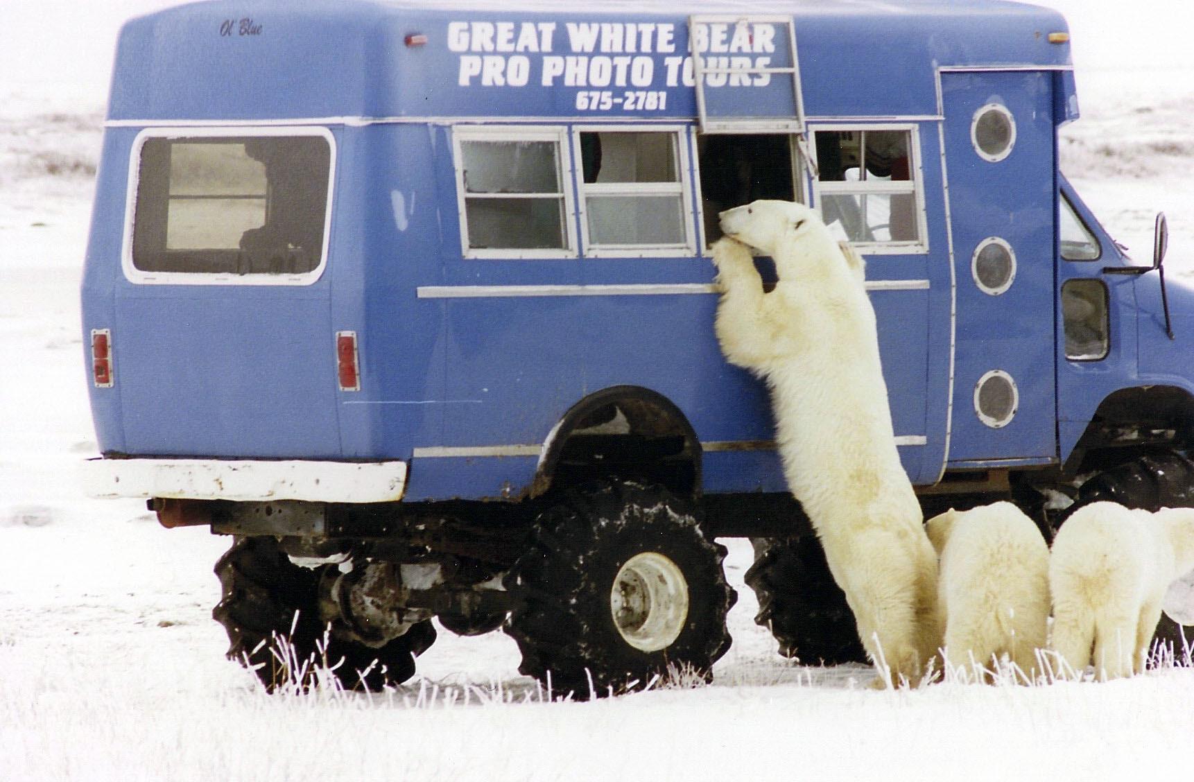 Oso Polar