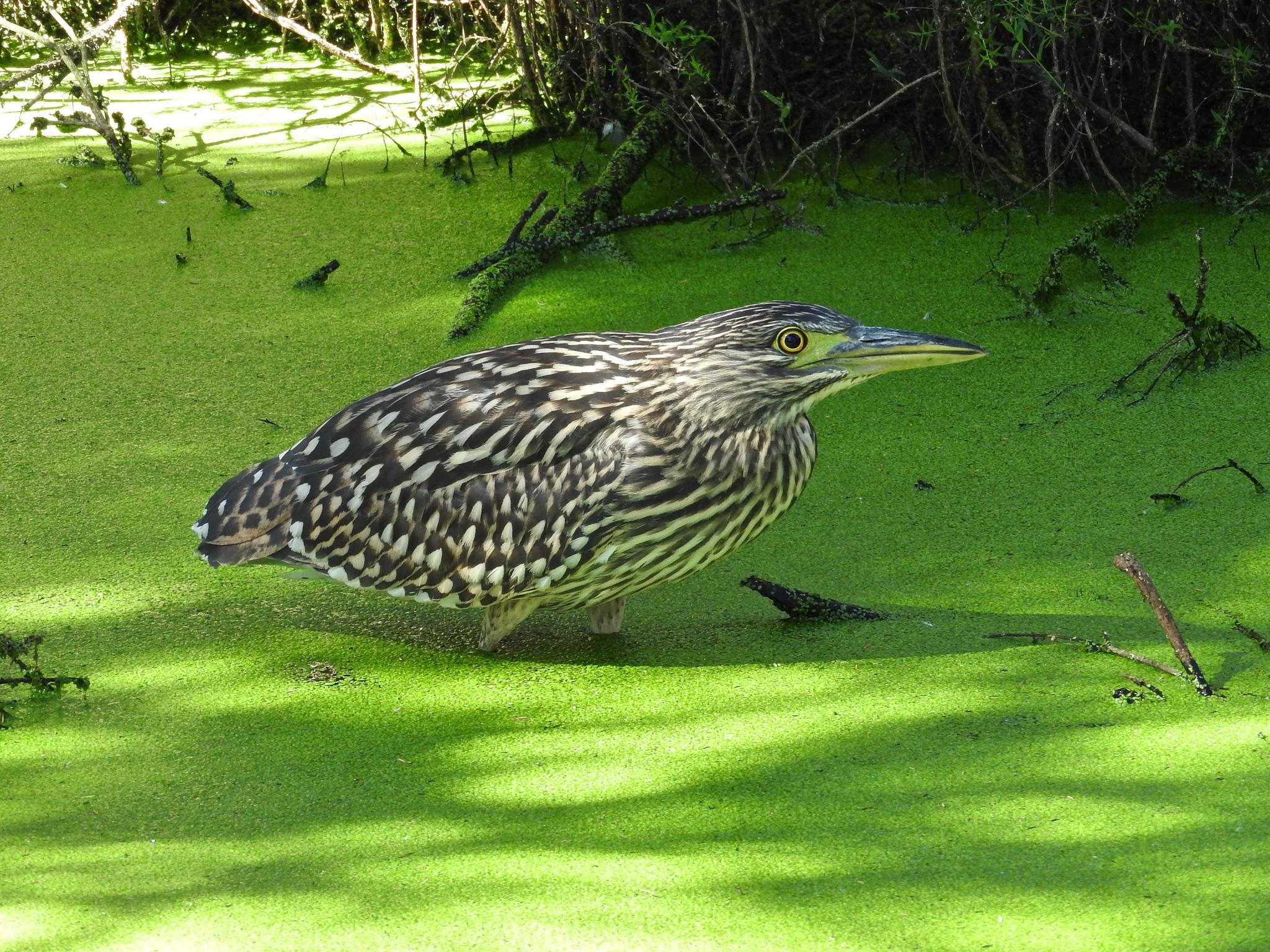 Nankeen Night Heron