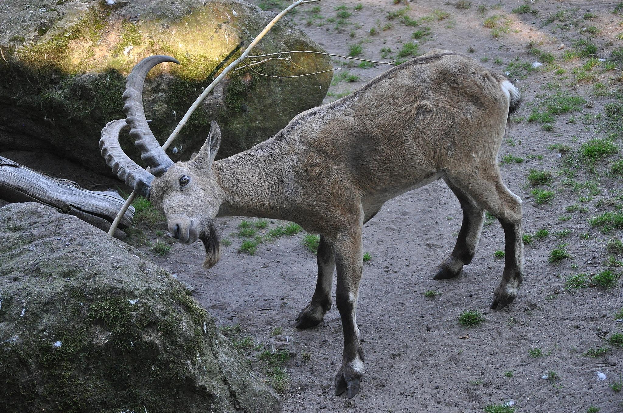 Íbice Siberiano