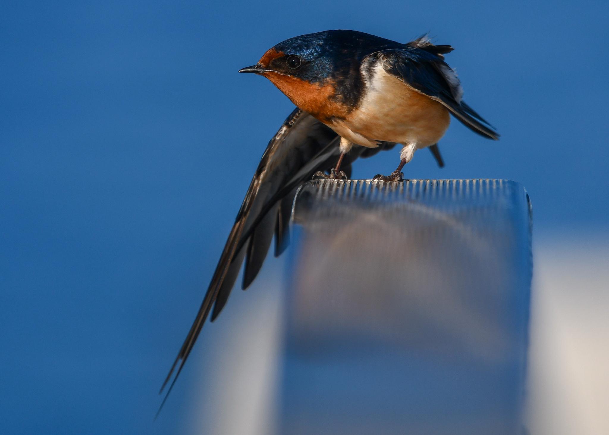 Golondrina tijereta