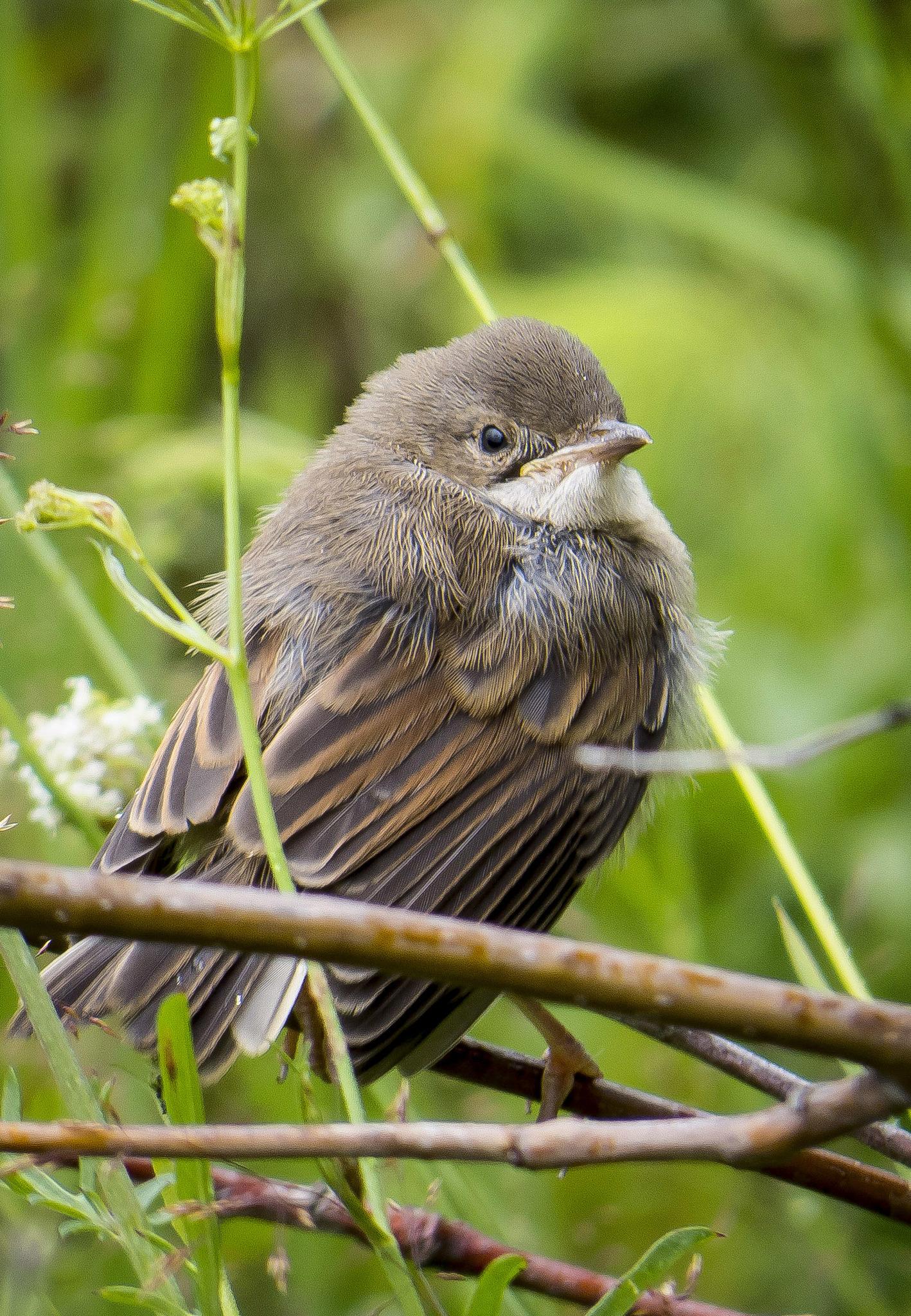 Greater Whitethroat