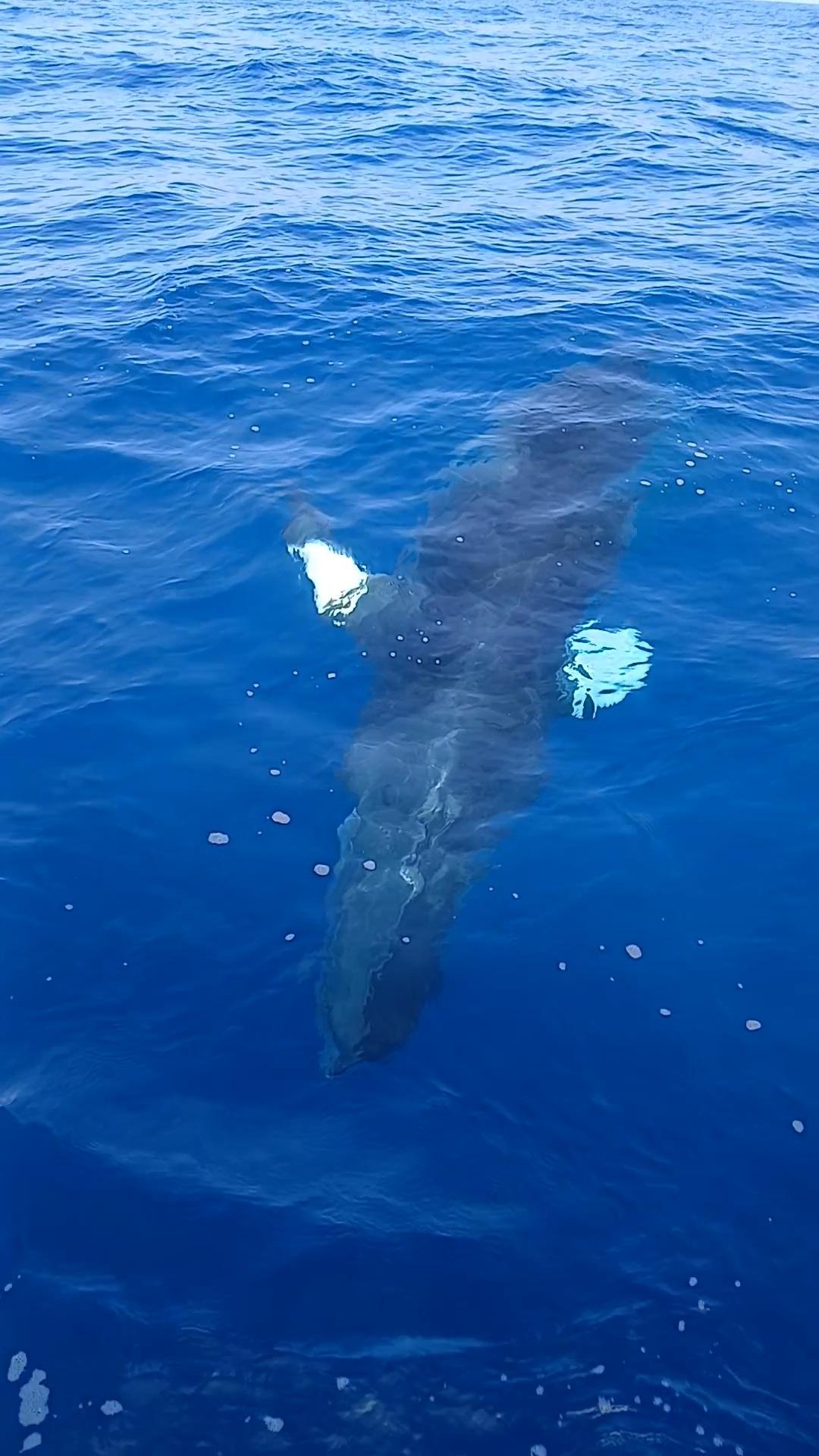 Ballena menor
