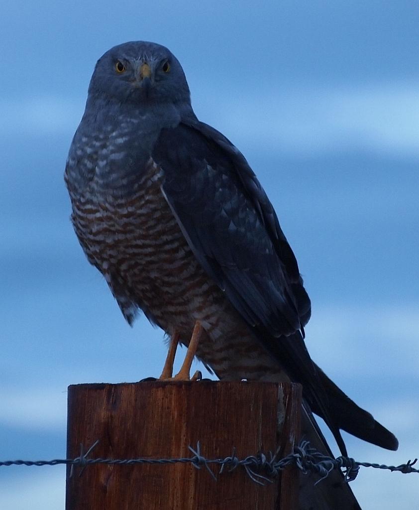 Aguilucho vari