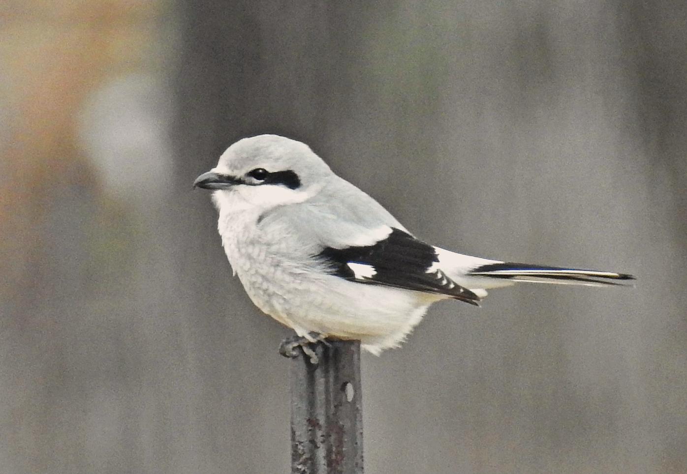 Northern Shrike