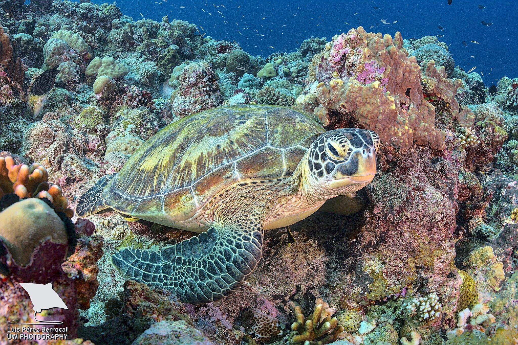 Tortuga verde