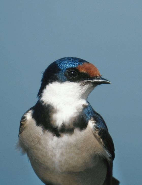 Golondrina Gorgiblanca