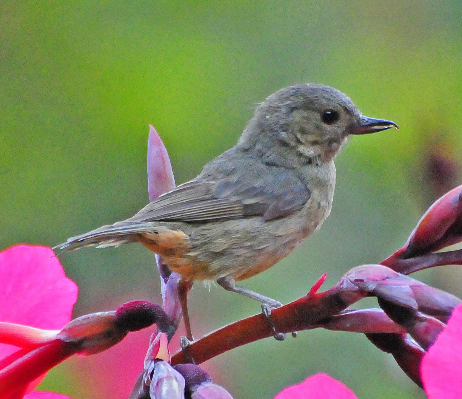 Slaty Flowerpiercer