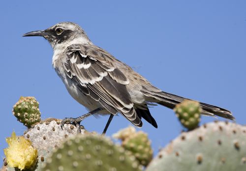 Galápagos Mockingbird