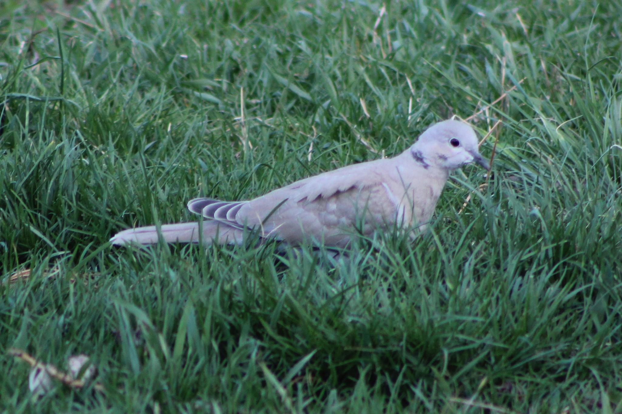 Eurasian Collared-Dove