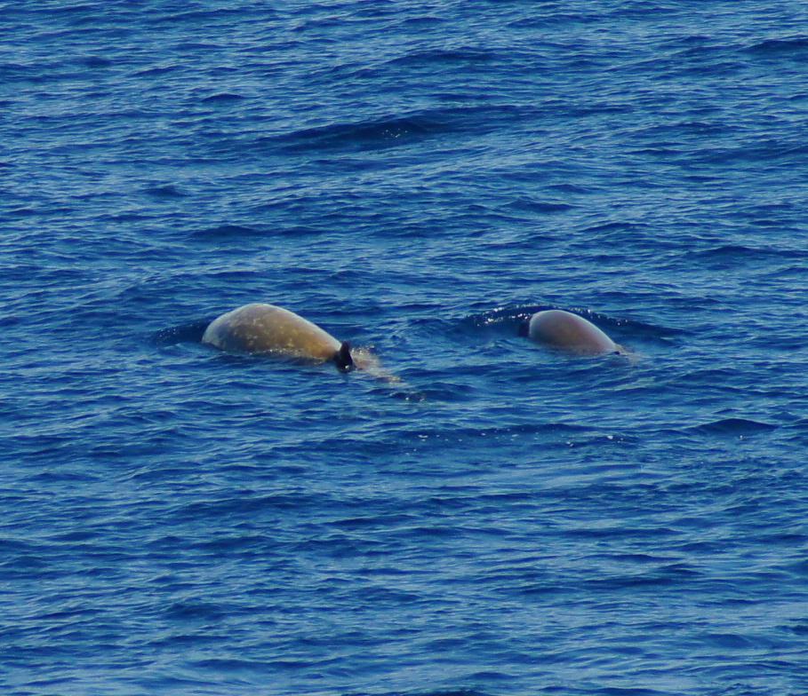 Ballena picuda de Couvier