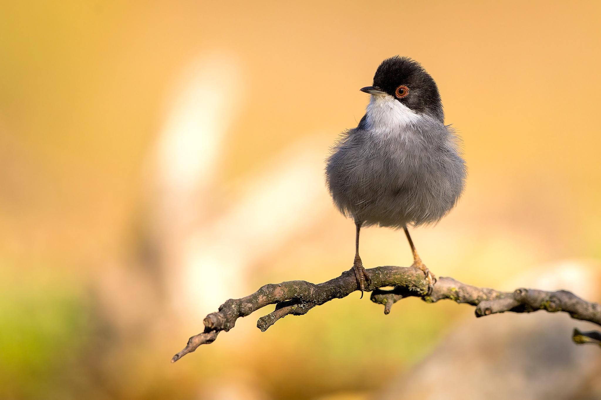 Sardinian Warbler