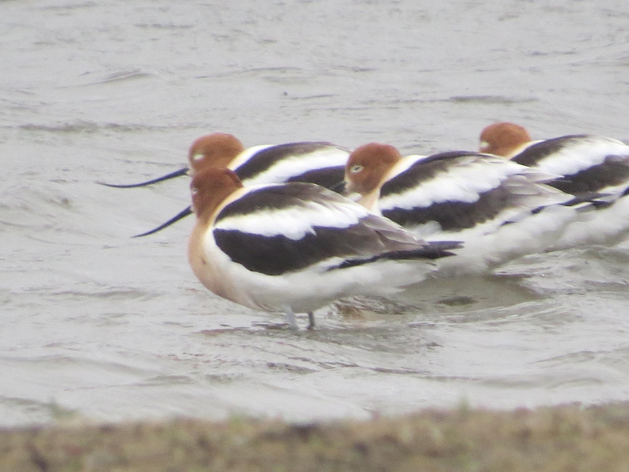 Avoceta americana