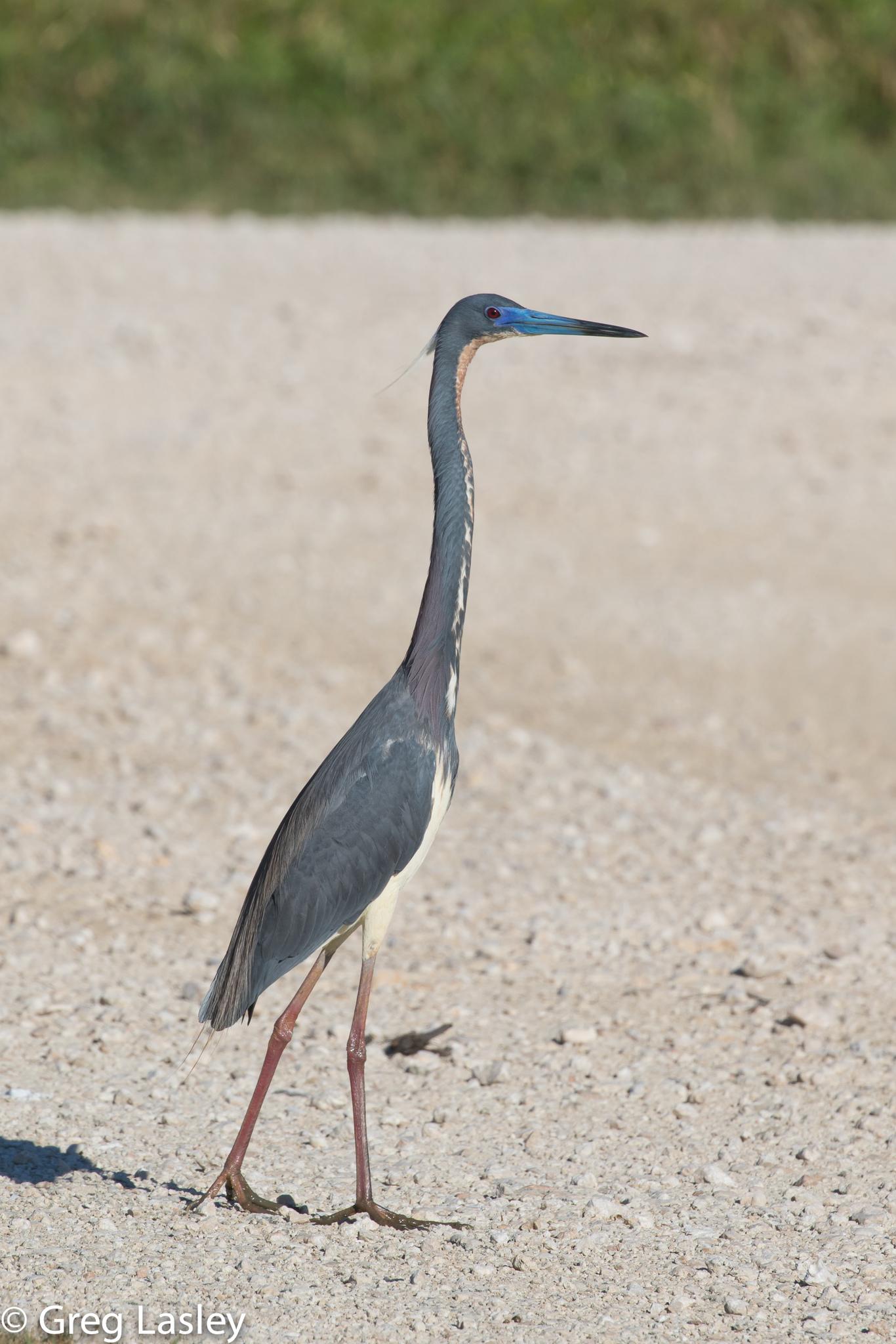 Garzas