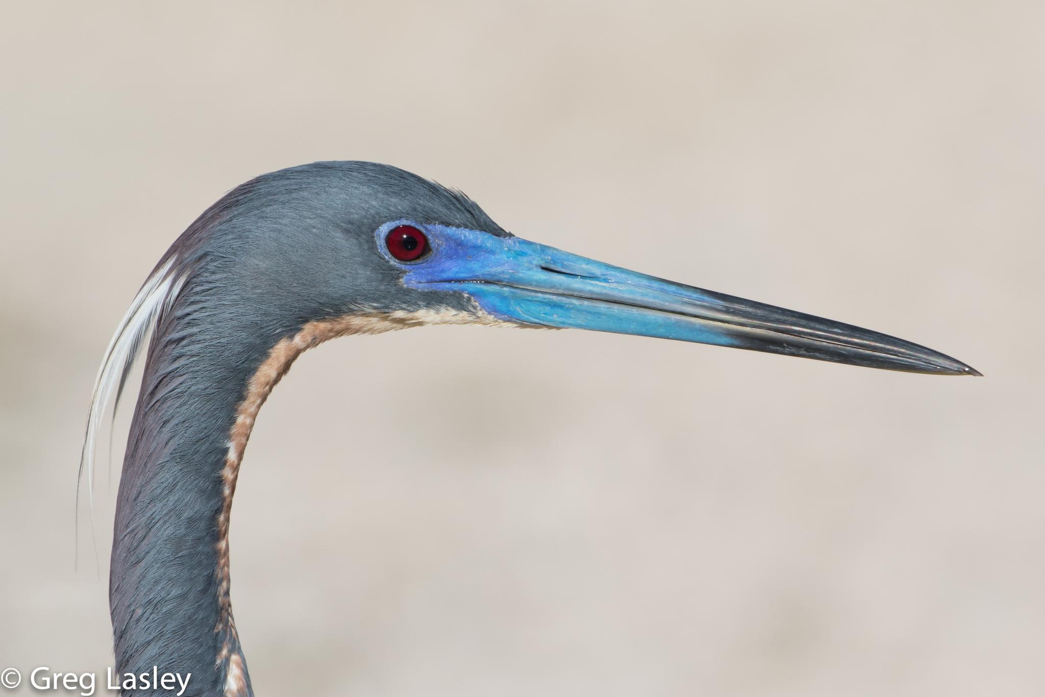 Garzas, garcetas, garcillas y martinetes