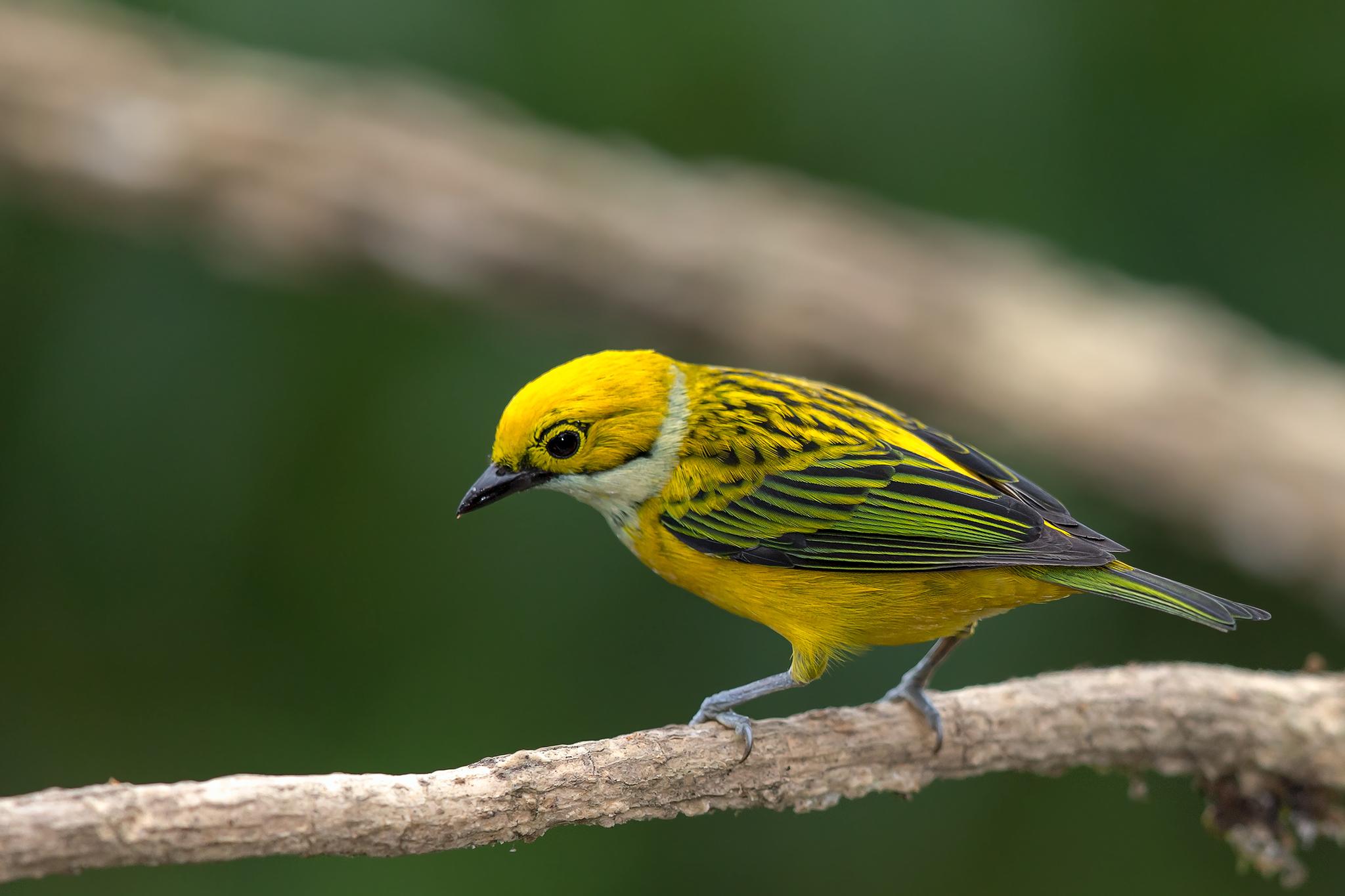 Silver-throated Tanager