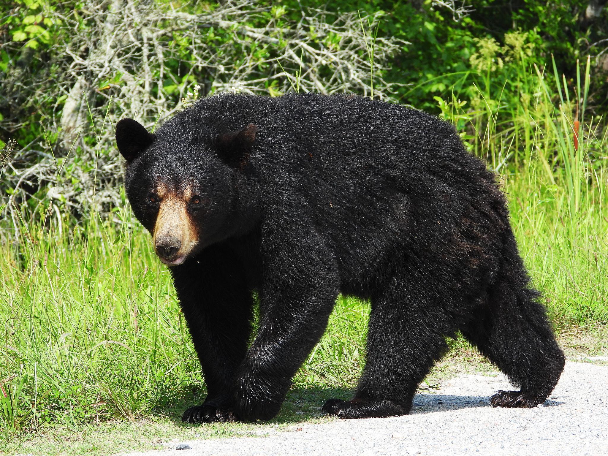 Oso negro americano