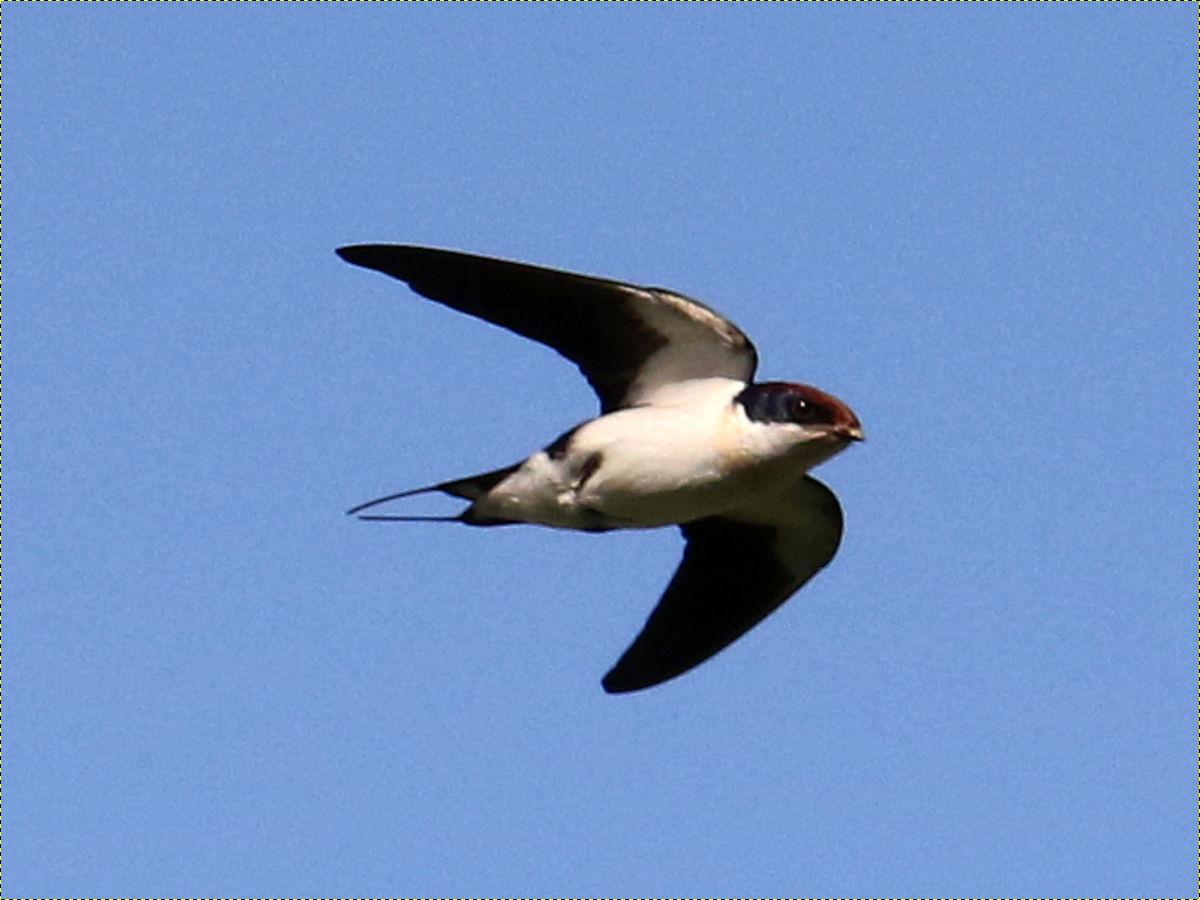 Golondrina colilarga