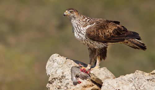 Águila perdicera