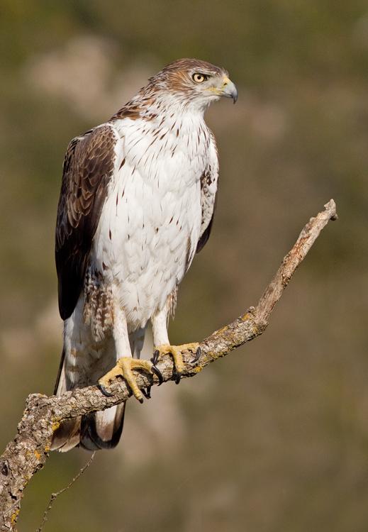 Águila perdicera