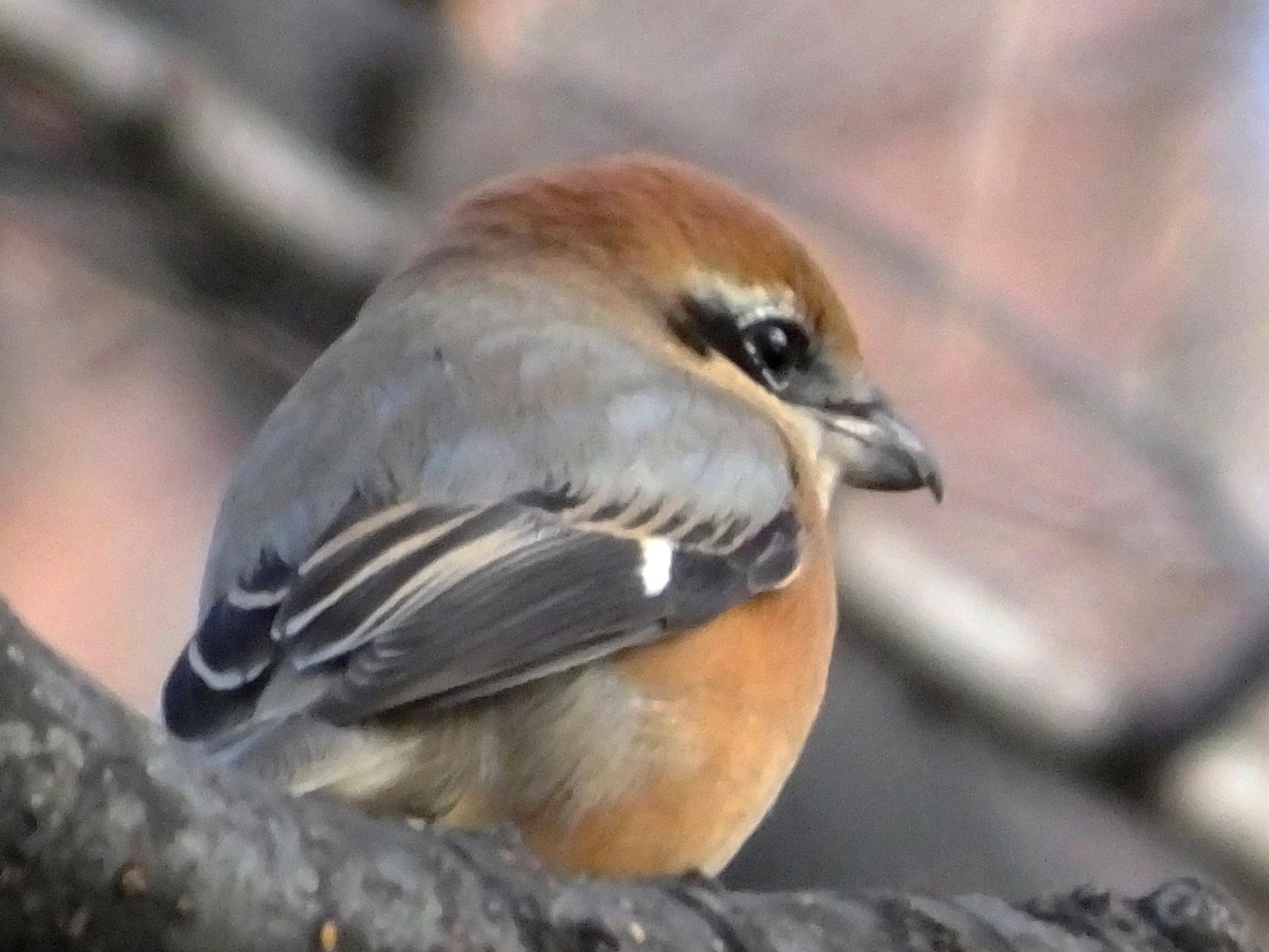 Bull-headed Shrike