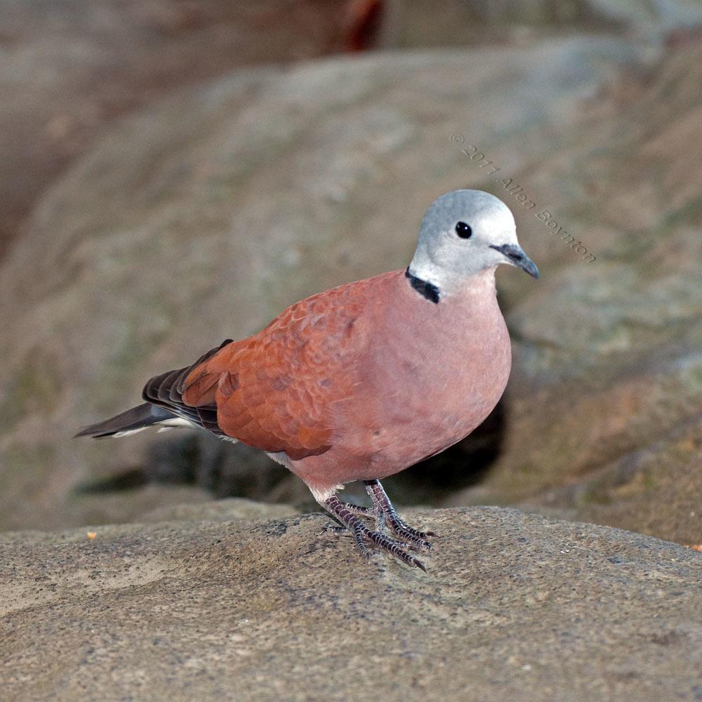 Red Collared-Dove
