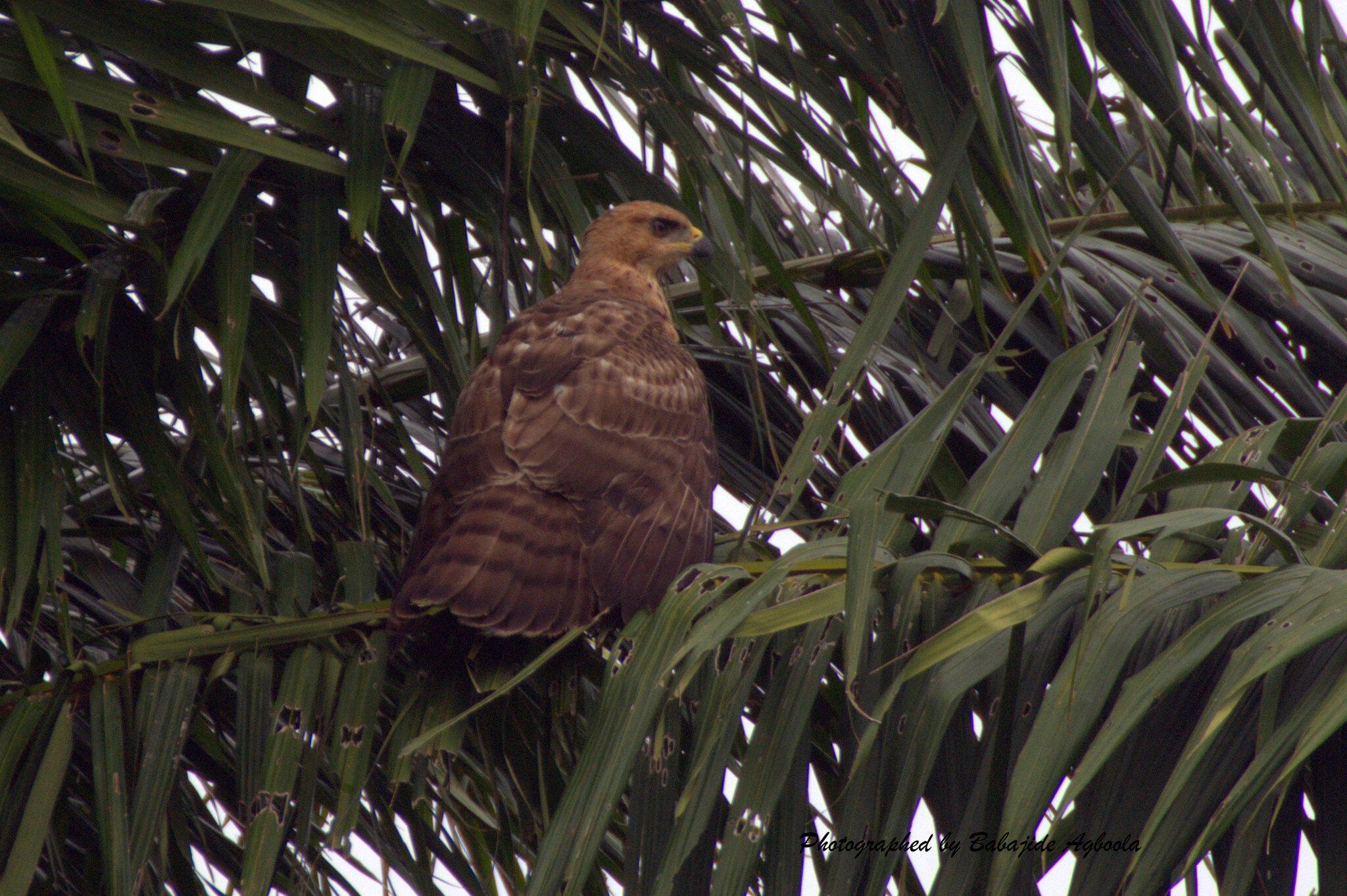 Águila congoleña