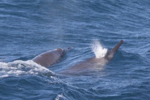 Ballena De Pico De Gray