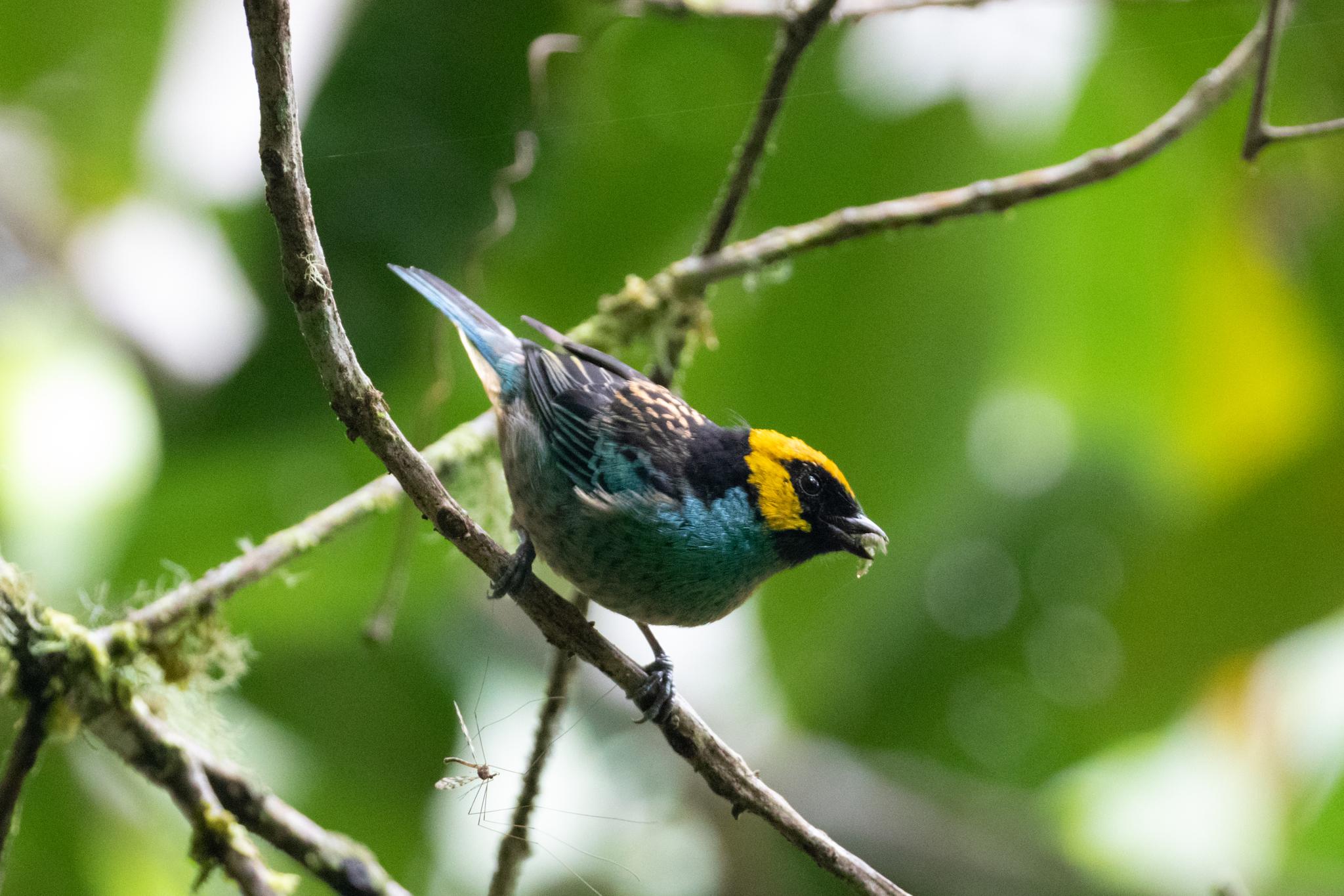 Saffron-crowned Tanager