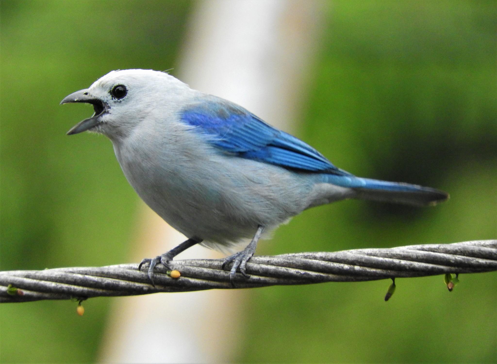 Blue-gray Tanager