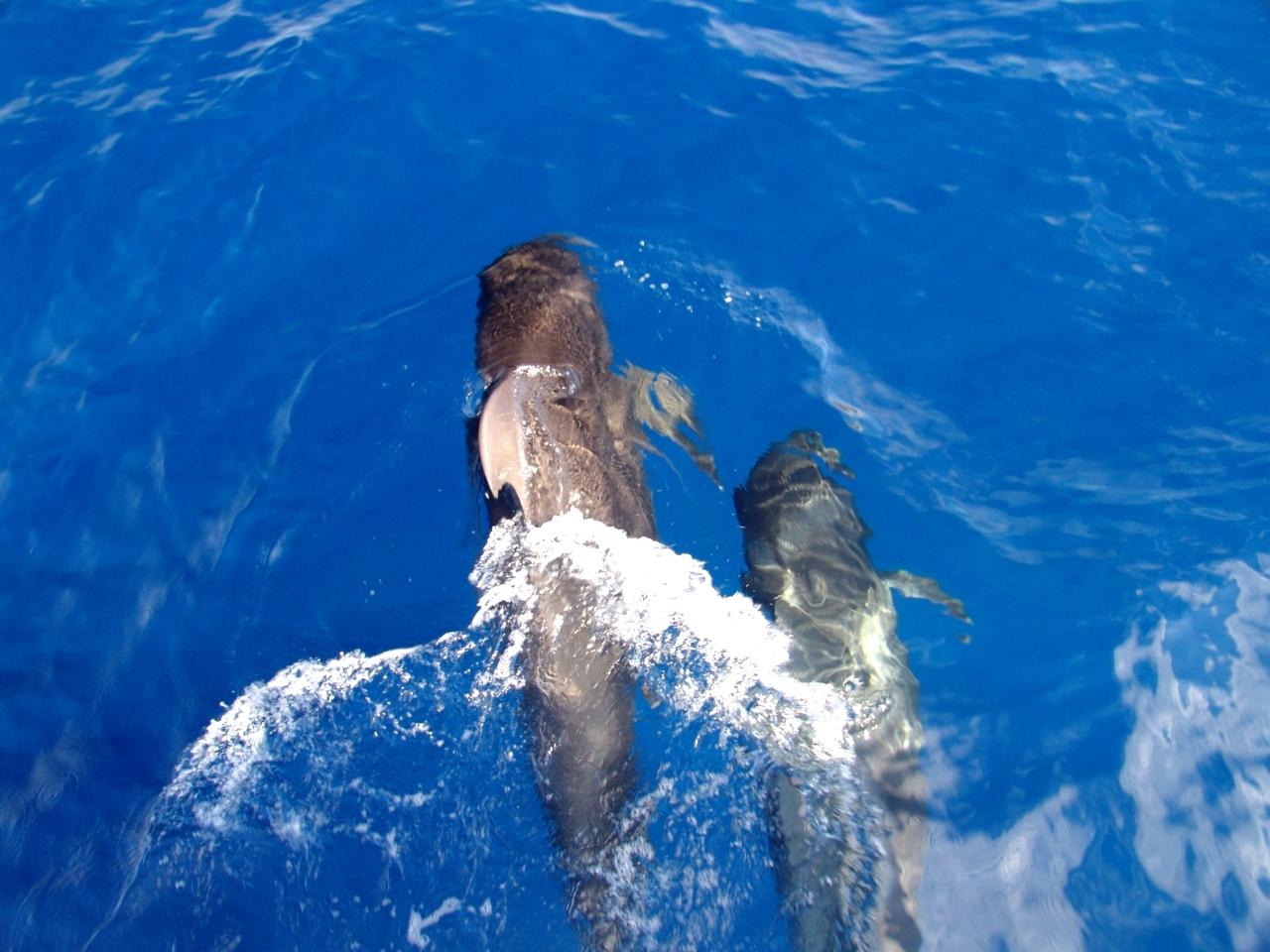 Ballena piloto