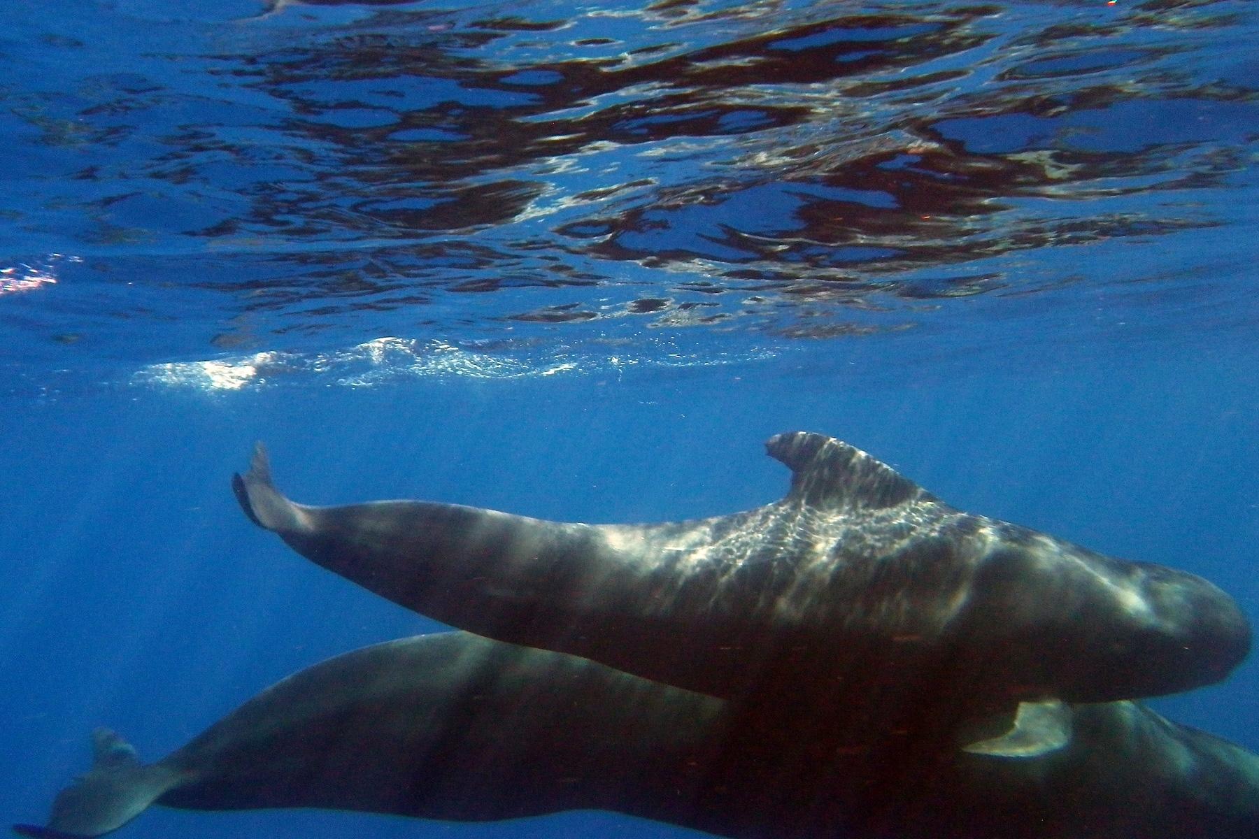 Ballena piloto