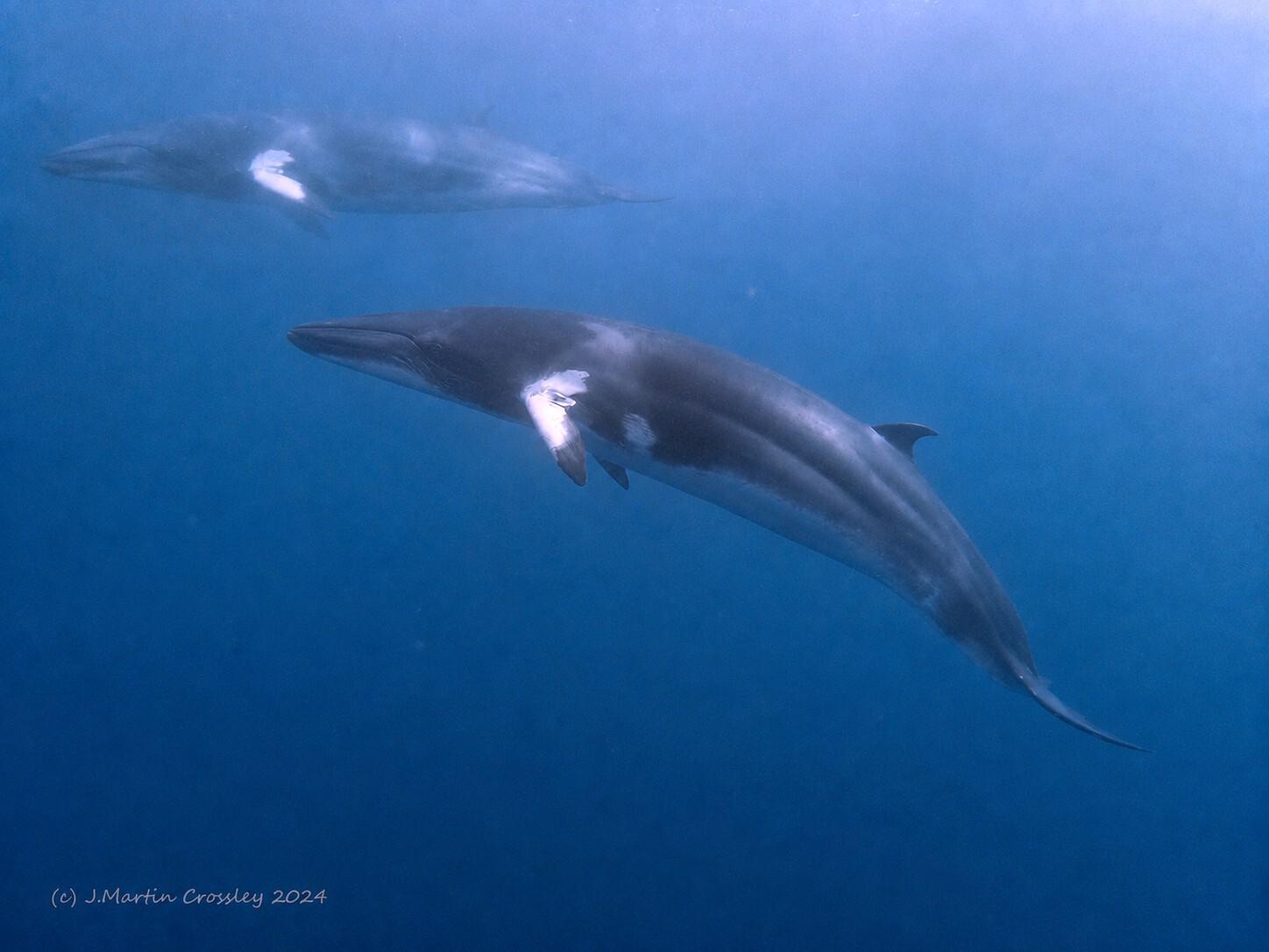 Ballena menor