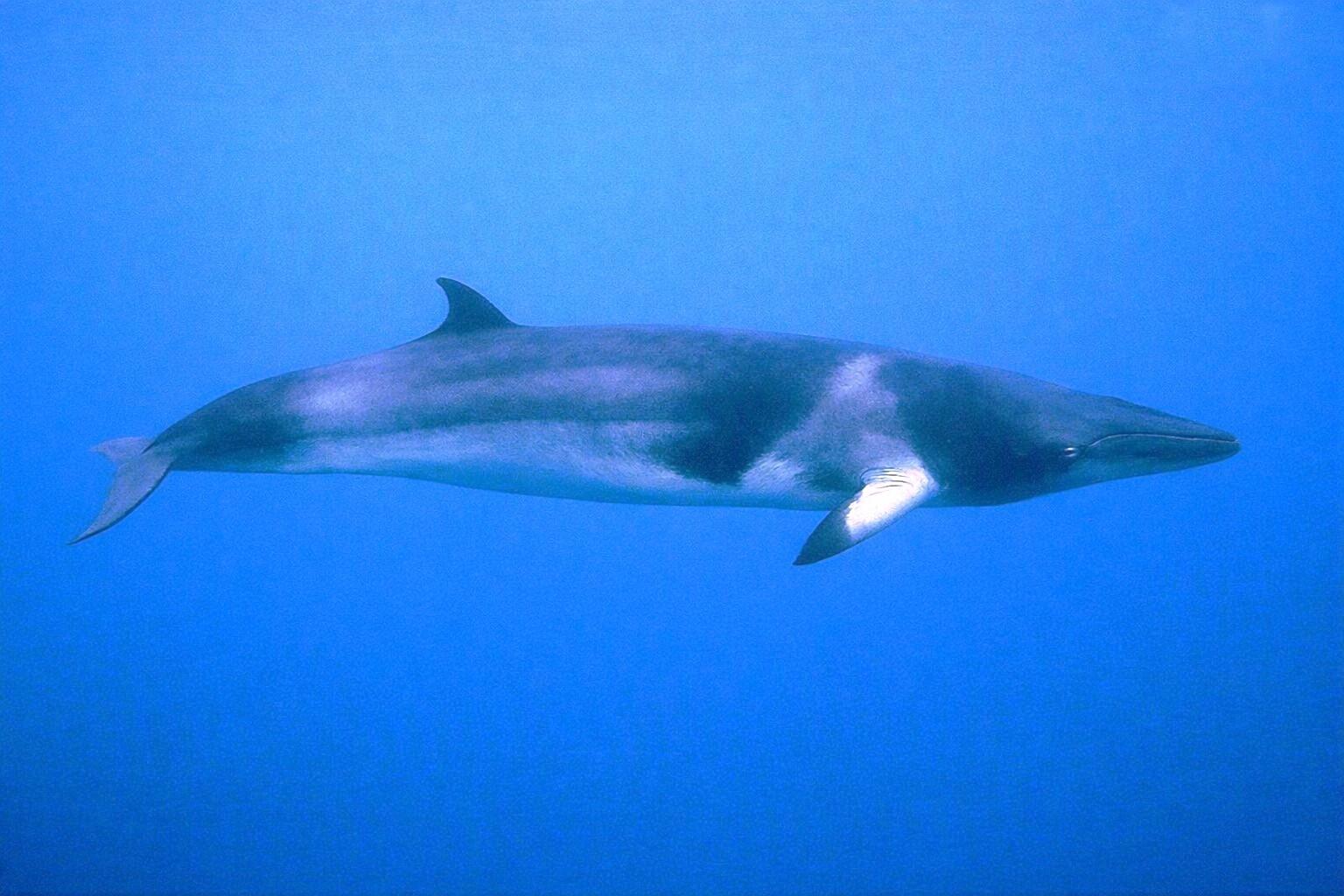 Ballena menor