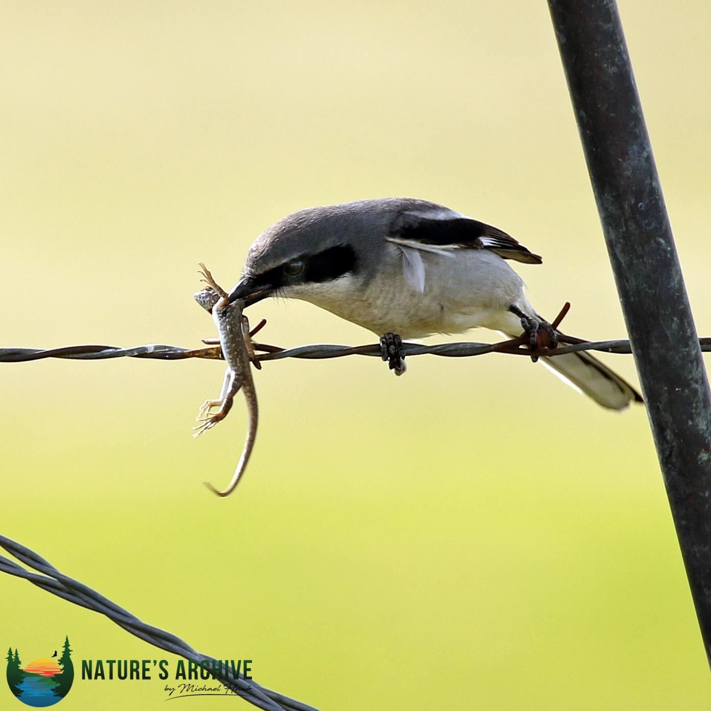 Loggerhead Shrike