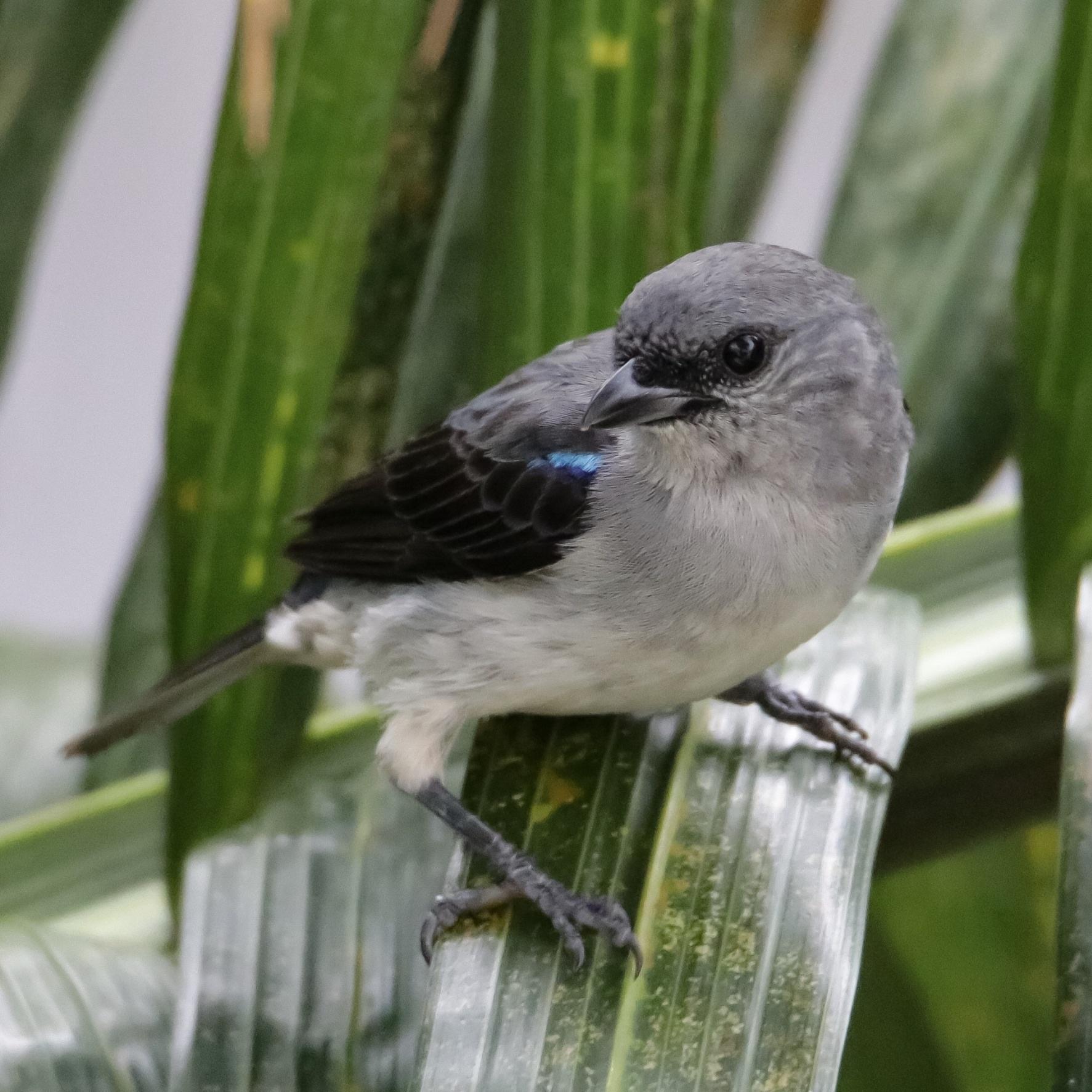Plain-colored Tanager