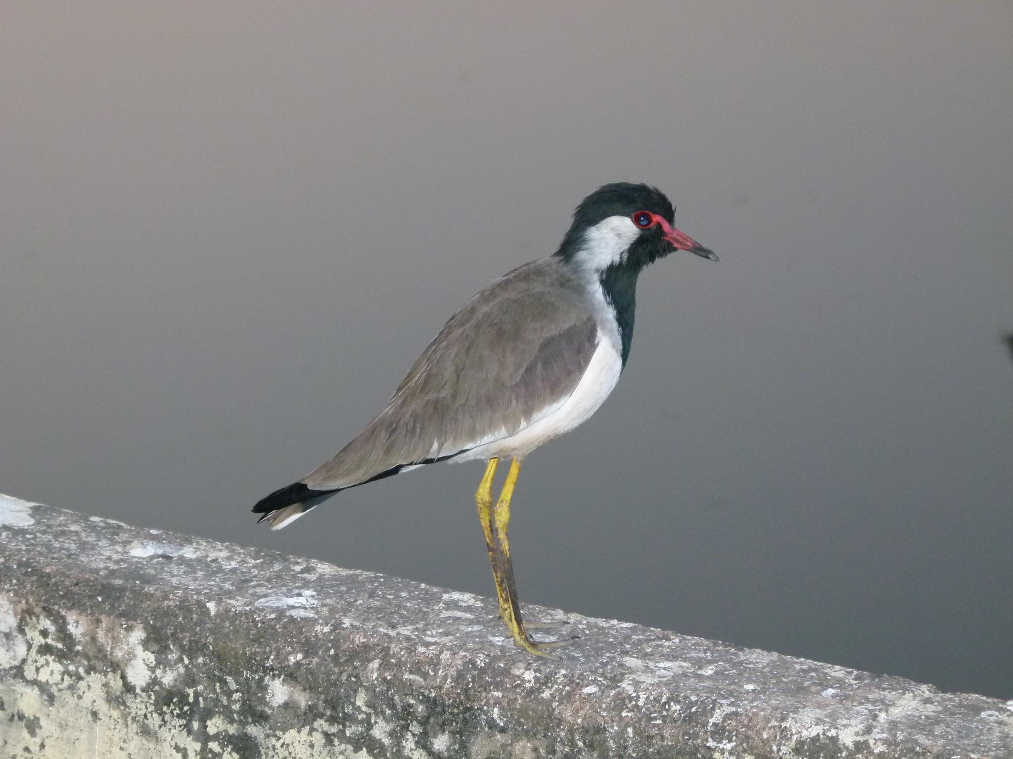 avefría india
