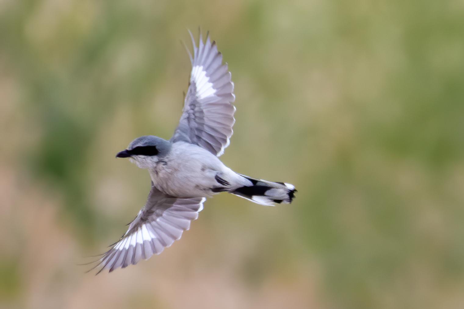 Loggerhead Shrike