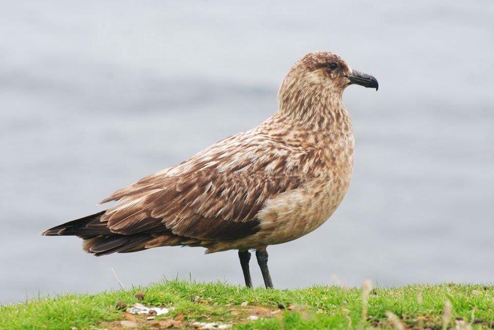 Págalo grande