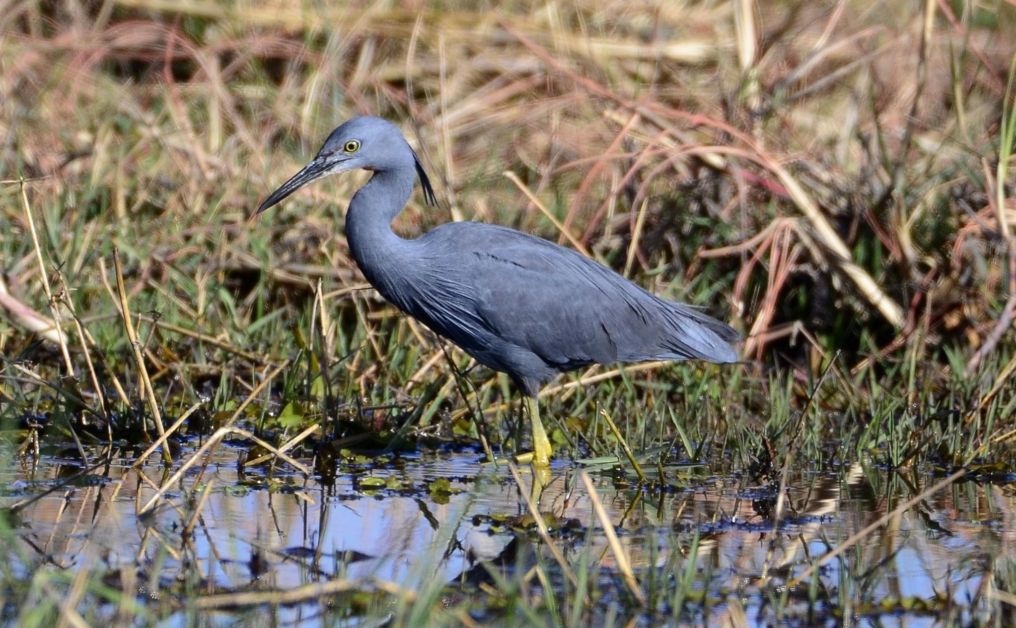 Slaty Egret