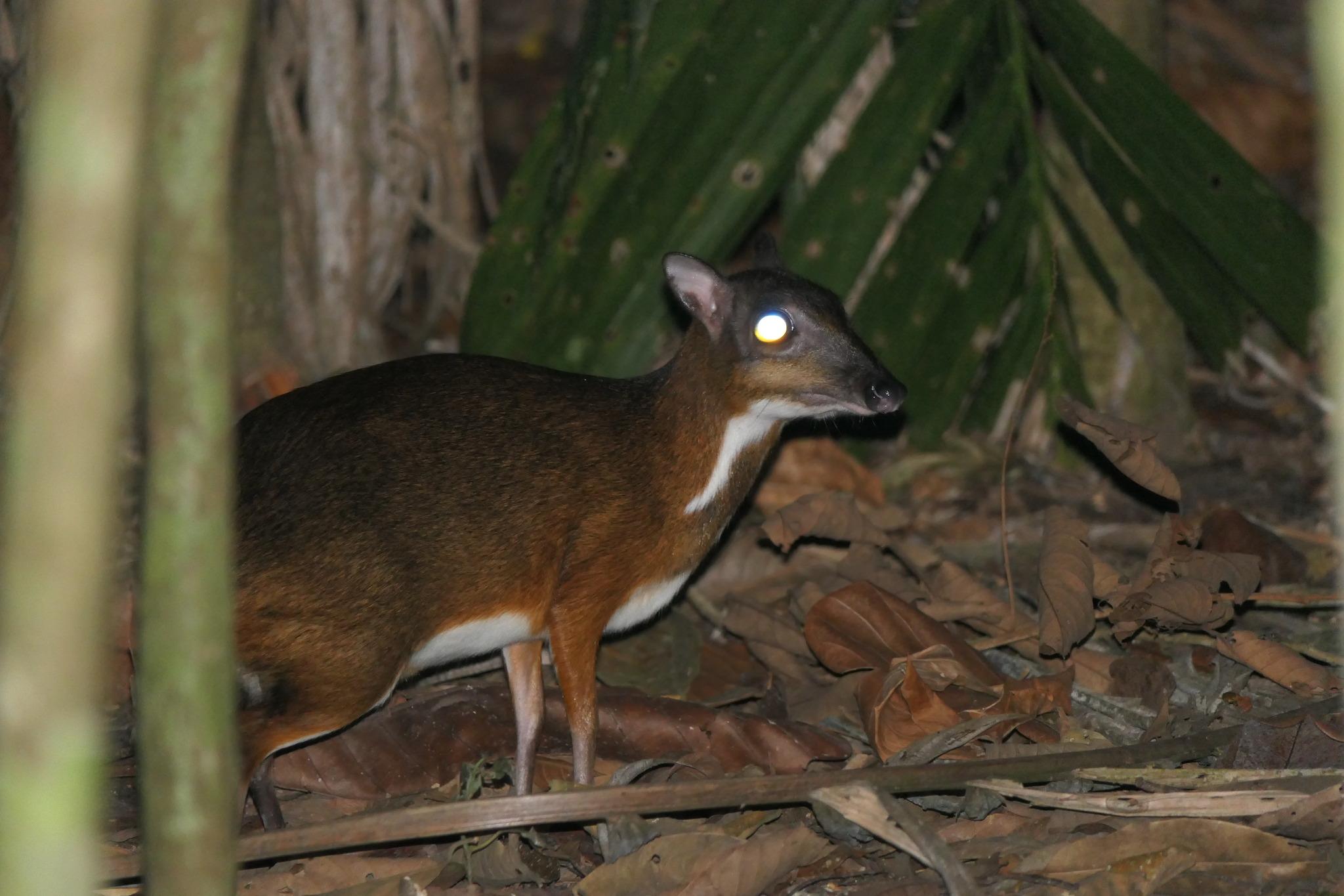 Rumiantes