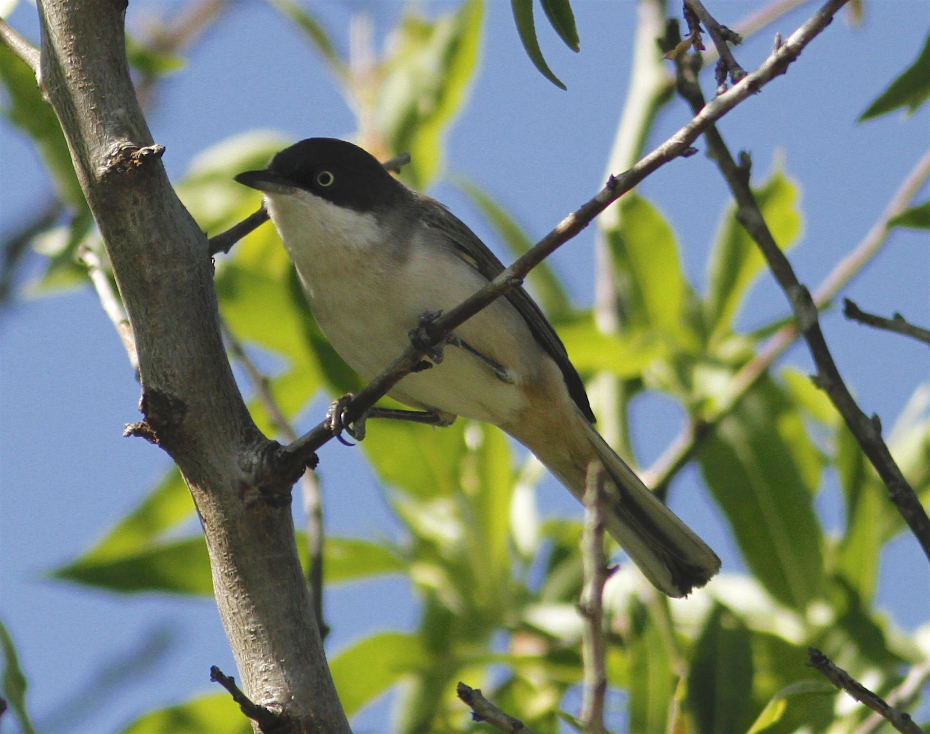 Western Orphean Warbler