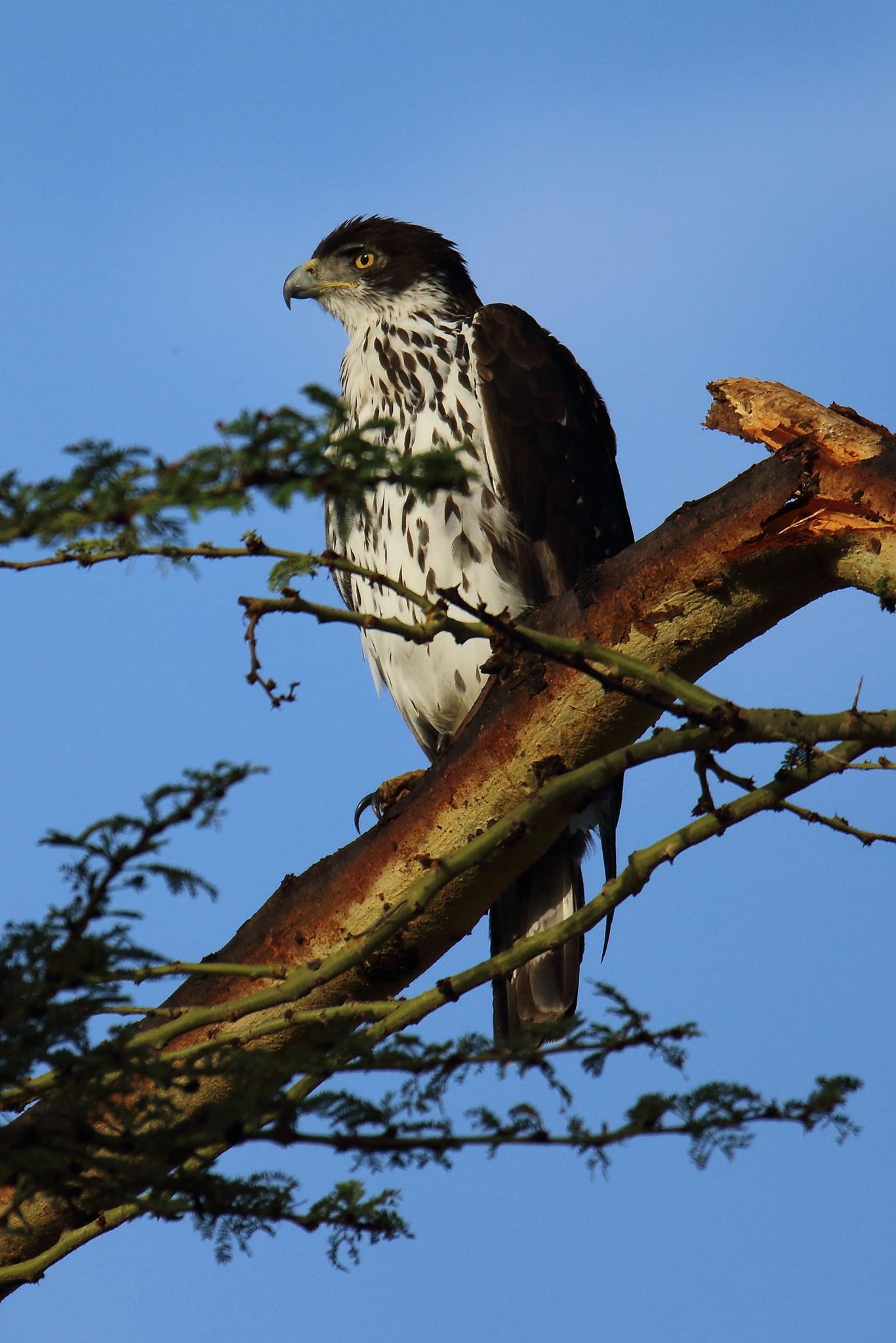 Águila azor africana