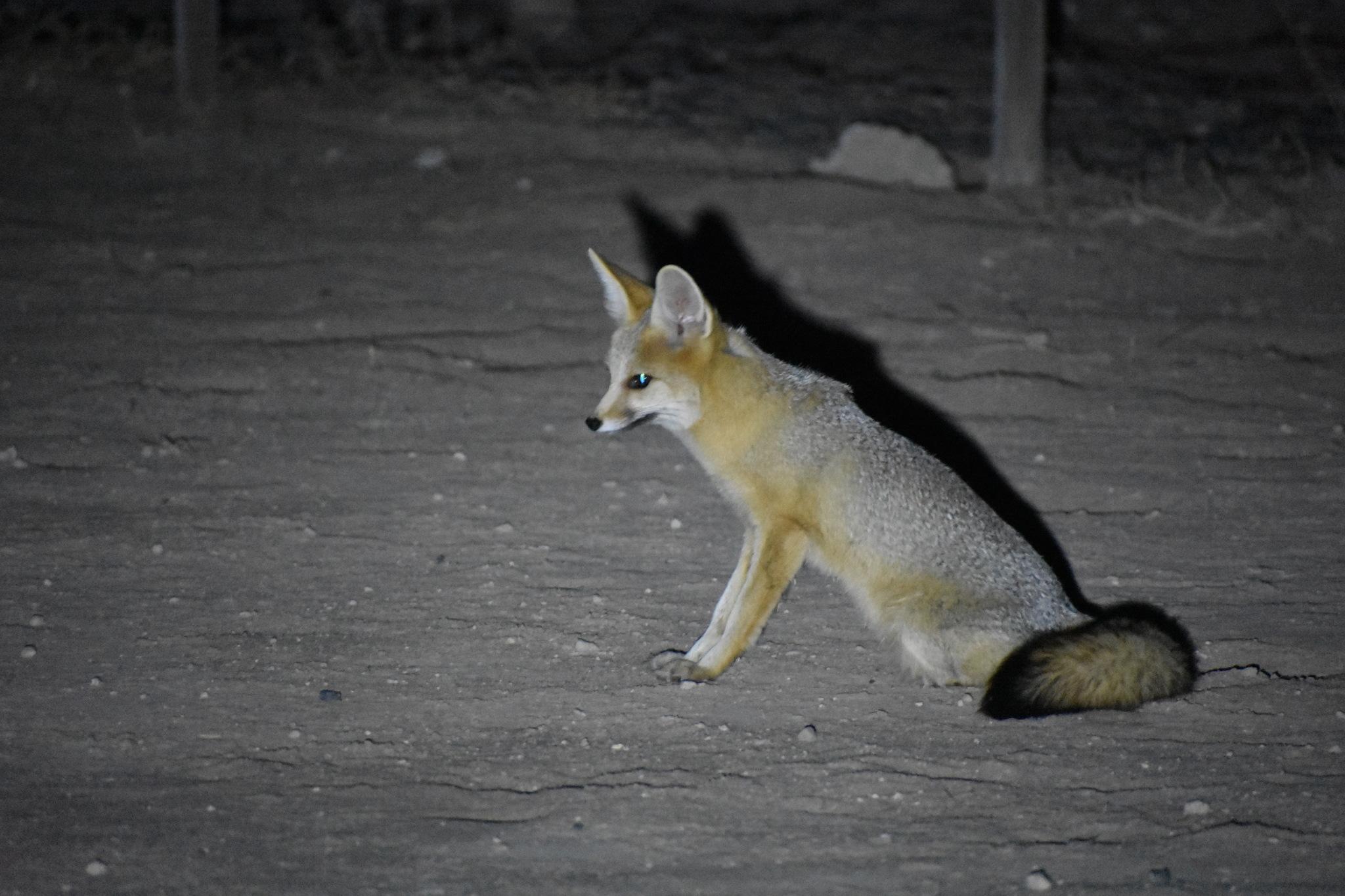 Cape Fox