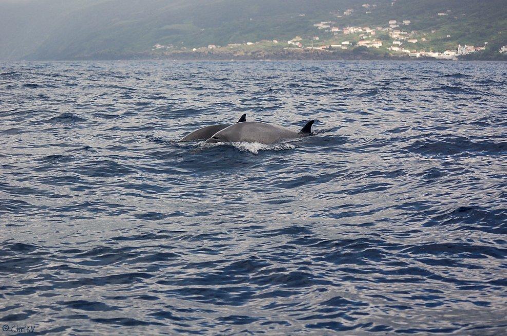 North Atlantic Beaked Whale